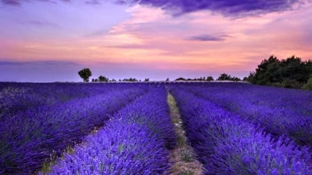 Purple Love - flowers, sky, purple, love