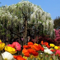 Ashikaga Park,Japan