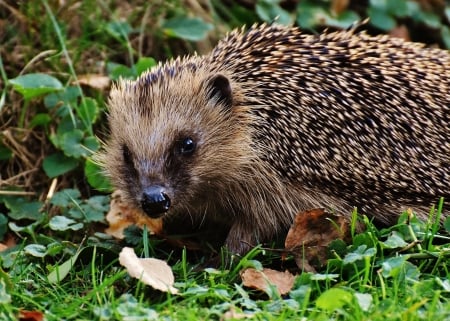 Hedgehog - animal, thorn, Hedgehog, paw