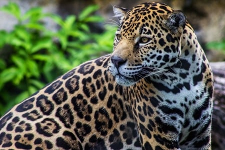 Jaguar - dots, animal, paw, jaguar