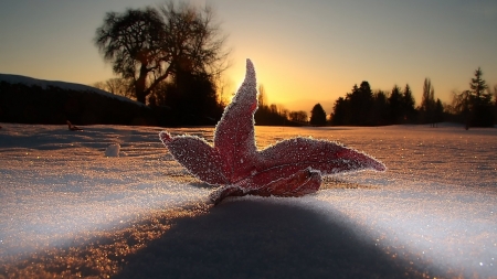 Frozen Leaf - winter, nature, leaf, snow