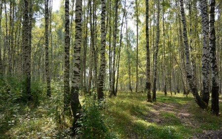 Birches - birch, trees, forest, summer