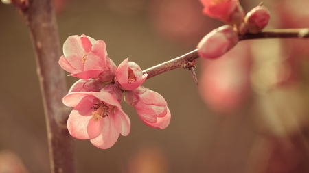 Spring - flower, pink, spring, blossom, branch