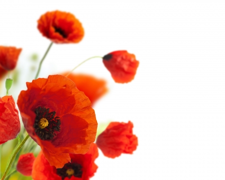 Poppies - poppy, white, red, spring, flower