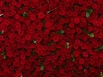 red roses