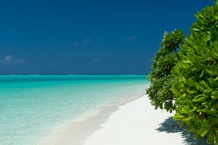 Beach - beach, sand, tree, nature