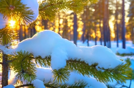 Rays of Light - rays, nature, branches, snow, sun, winter, lights