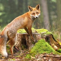 Fox