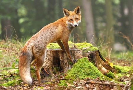 Fox - animal, tail, red, Fox