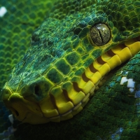 Green tree python