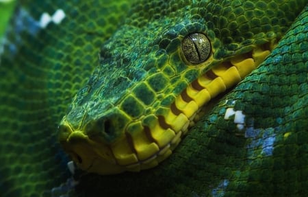 Green tree python - green, tree, python, snake