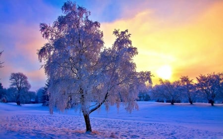 Winter Sun - sky, tree, sunset, colors, snow