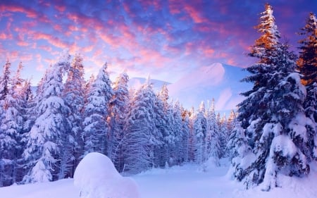 Winter Sunset - sky, forest, firs, landscape, trees, snow