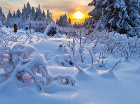 Winter Sunset - nature, trees, cold, snow, winter, sunset