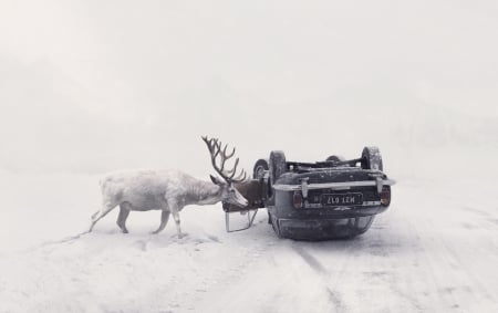 Curious - white, accident, car, snow, winter, animal, deer, horns