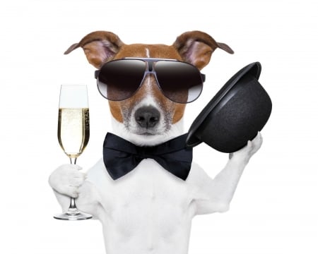 Happy New Year! - new year, jack russell terrier, hat, glass, puppy, sunglasses, funny, black, caine, white, dog, animal