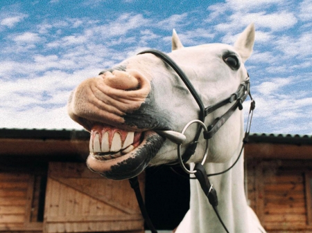 Funny horse - white, horse, animal, smile, funny