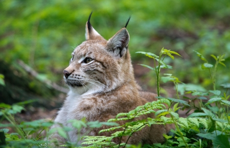 Lynx - animal, lynx, nature, eat