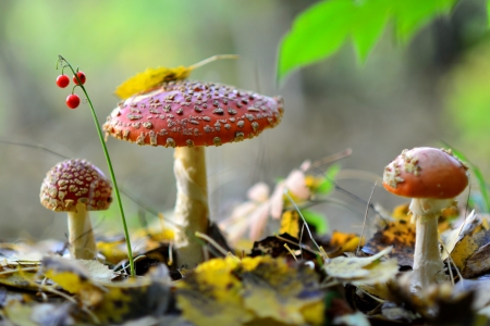 Mushroom - flower, tree, mushroom, nature