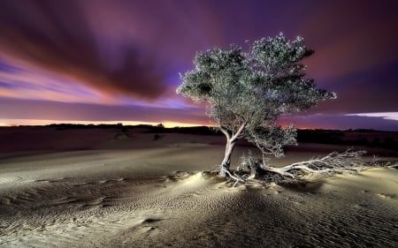 Winter field - field, meadow, desert, tree