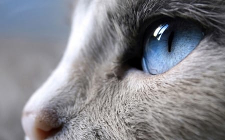 Blue eye - skin, close-up, pisica, blue, eye, cat