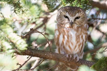 owl - owl, bird, eyes, animal