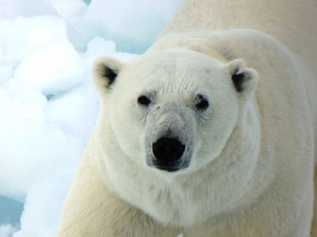 Polar Bear - white, animal, bear, polar