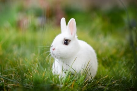 Rabbit - white, rabbit, animal, fluffy