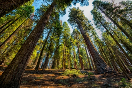 Forest - nature, sky, tree, forest