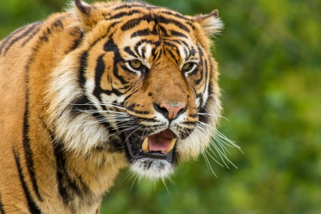 Tiger - whiskers, animal, Tiger, paw