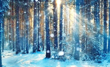 Winter forest - trees, winter, snowflakes, beautiful, snow, forest, glow, rays, frost, snowfall, sun