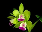 Green orchid