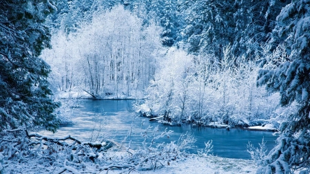 snow covered trees