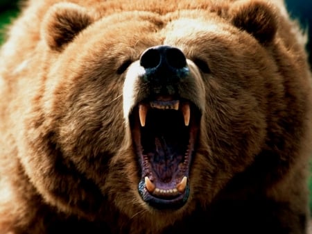 angry bear - big, mad, animals, bear