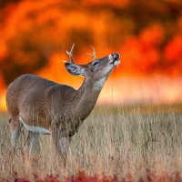 deer and fire