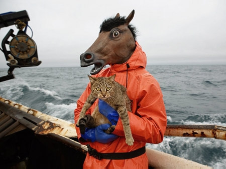 Odd Rescuer - horse, cat, sea, boat