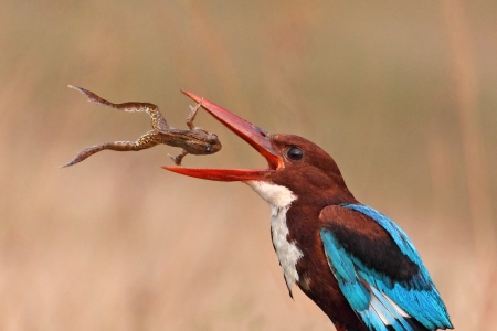 Resistance - animal, nature, frog, bird