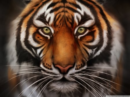 Tiger - Animal, Tiger, Feline, Nature