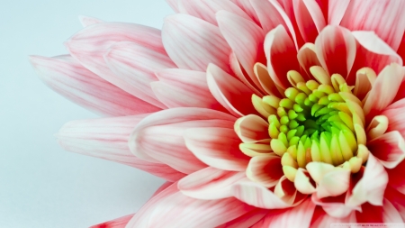 White and Red Flower Macro - nature, blossom, green, flowers