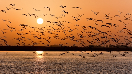 A Flock of Birds Over a Lake at Sunset - nature, lake, reflection, flock, sunset, birds