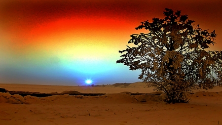 Desert sunrise - tree, desert, sand, sunrise