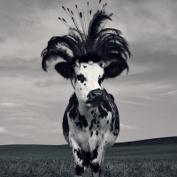 Fency cow