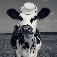 Fency cow
