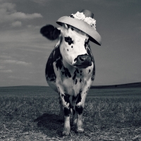 Fency cow