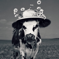 Fency cow