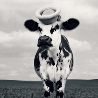 Fency cow