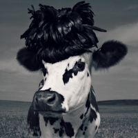 Fency cow