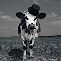 Fency cow