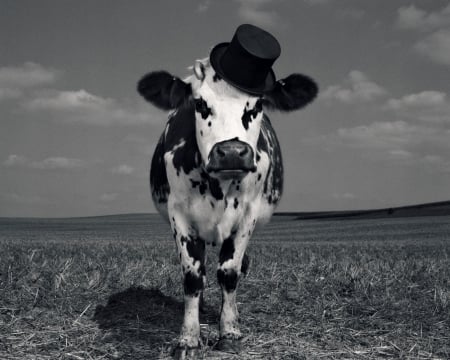 Fency cow - hat, cow, jean baptiste mondino, black, white, animal, funny, bw, vaca