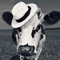 Fency cow